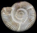 Perisphinctes Ammonite - Jurassic #36928-1
